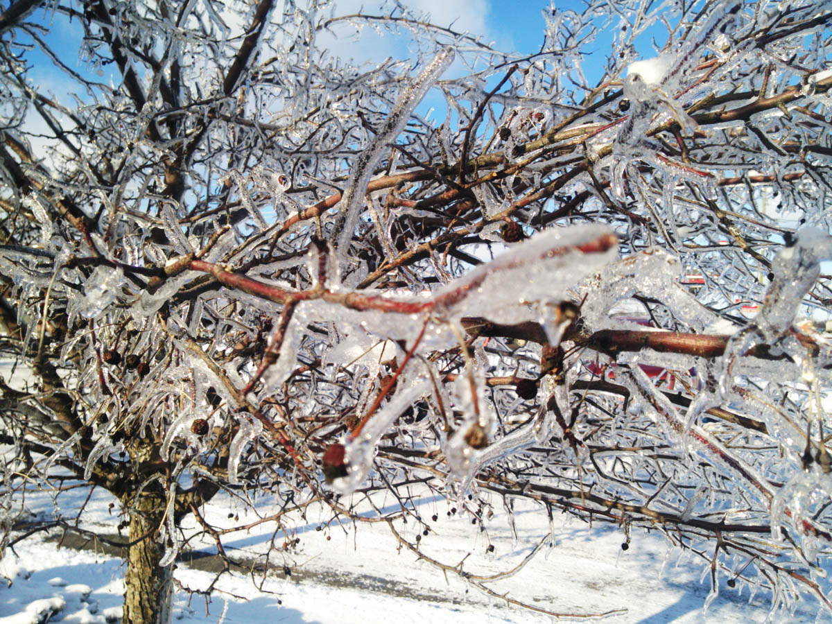 Name:  Frozen Tree 4D Optimized 1200.jpg
Views: 298
Size:  369.3 KB