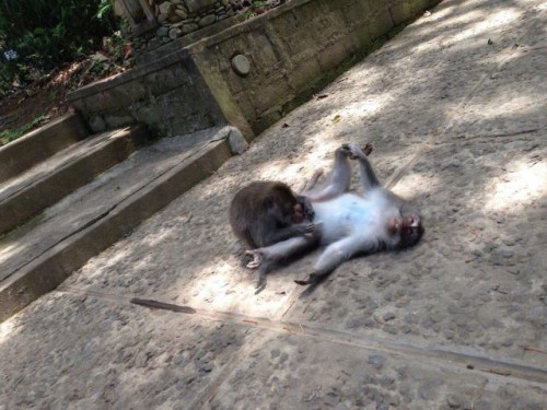 Name:  caption050814-500x375.jpg
Views: 456
Size:  61.3 KB