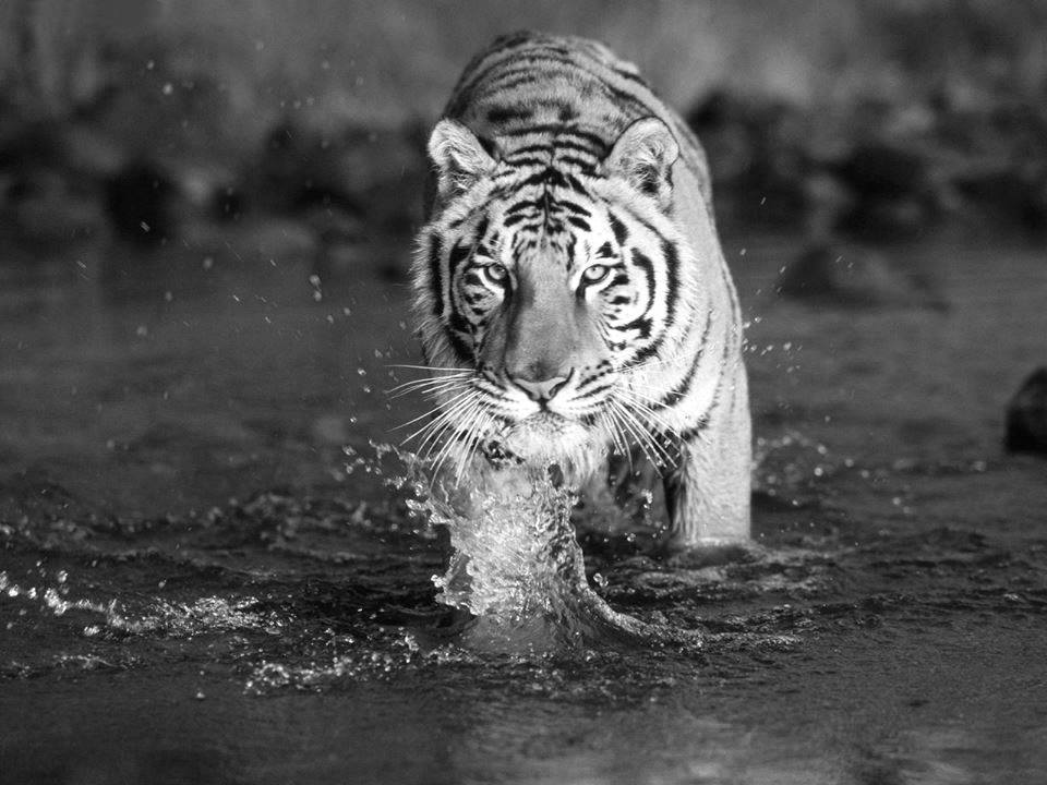 Name:  10171881_830279563667774_8981168702120373057_n.jpg
Views: 4127
Size:  84.6 KB
