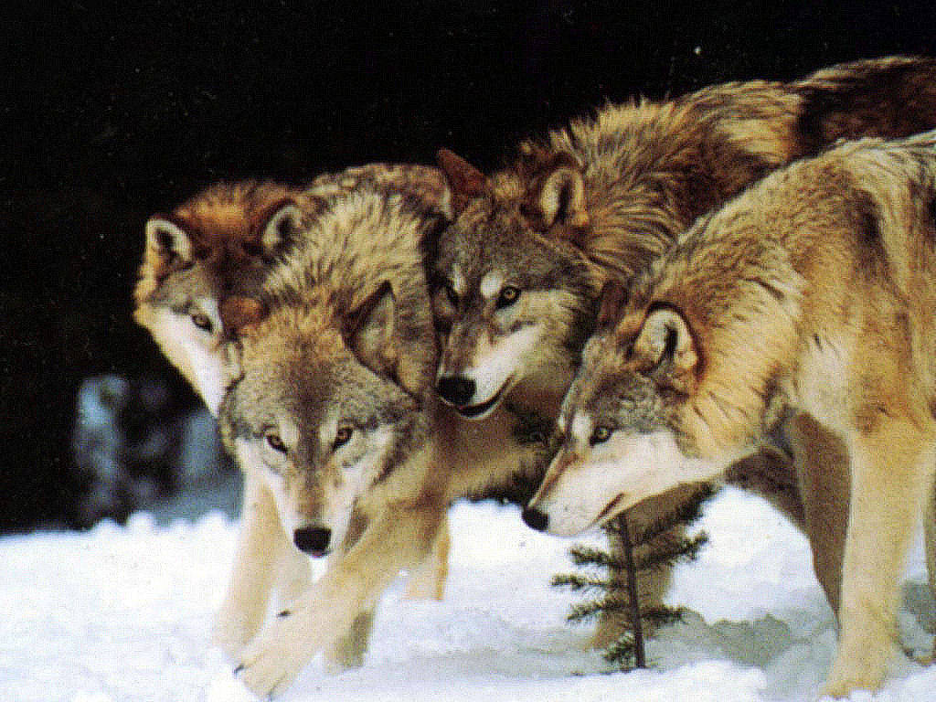 Name:  pack-of-wolves.jpg
Views: 648
Size:  164.7 KB