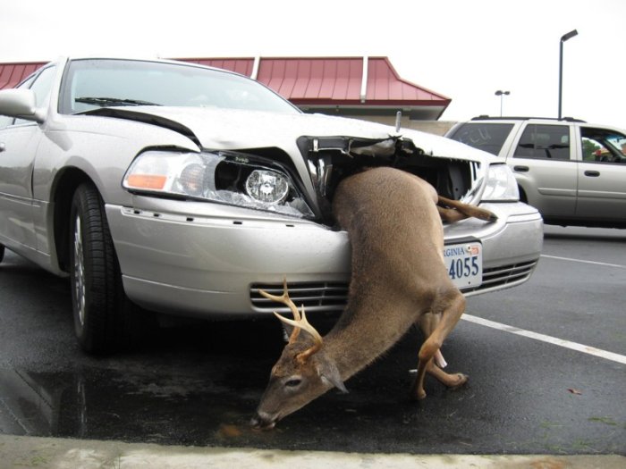 Name:  37500d1236523915-oh-deer-vs-car-grill-oh-deer1.jpg
Views: 997
Size:  60.1 KB