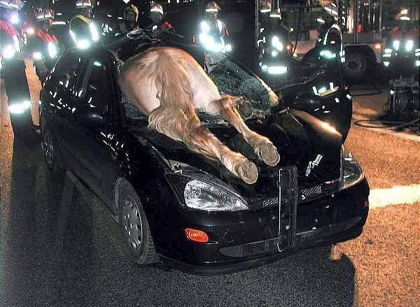 Name:  horse_vs_focus.jpg
Views: 484
Size:  59.3 KB