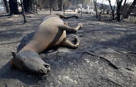 Name:  horse.jpg
Views: 468
Size:  19.3 KB