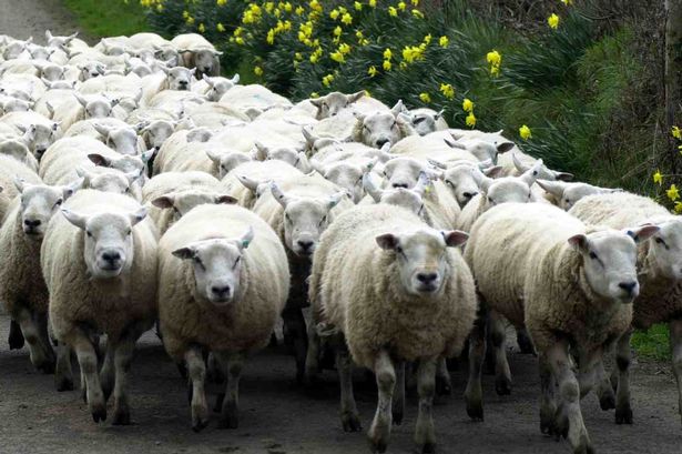 Name:  sheep.jpg
Views: 255
Size:  59.9 KB