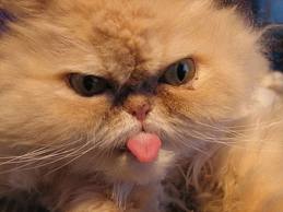 Name:  raspberry-kitty-face.jpg
Views: 2170
Size:  8.1 KB