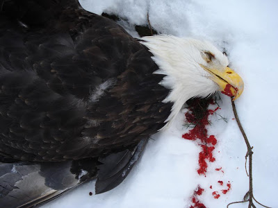 Name:  dead-eagle02.JPG
Views: 395
Size:  28.6 KB