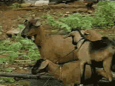 Name:  goattake.gif
Views: 969
Size:  503.4 KB