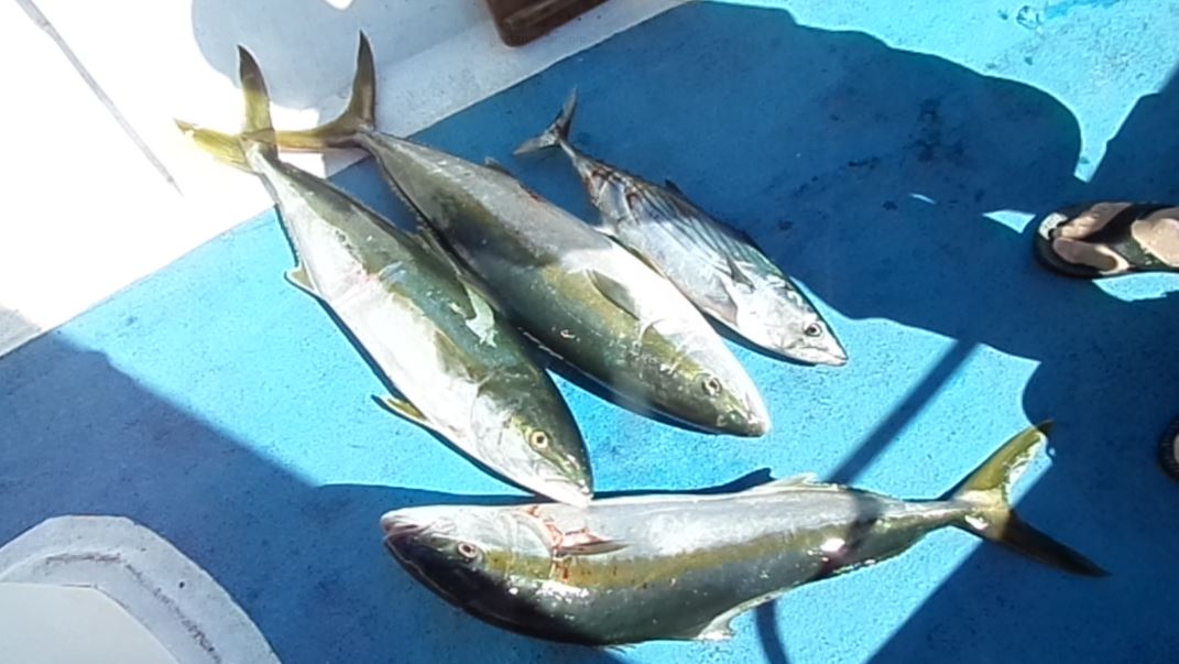 Name:  fish5.JPG
Views: 974
Size:  91.8 KB
