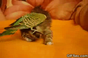Name:  GIF-Parrot-vs.-Cat.gif
Views: 3097
Size:  1.82 MB