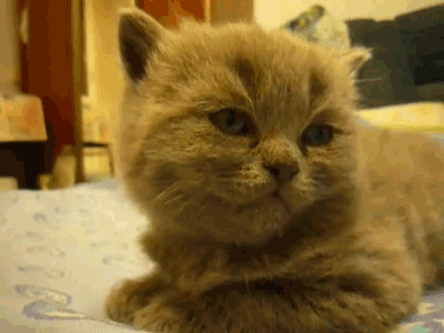 Name:  I_give.gif
Views: 840
Size:  487.7 KB