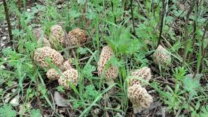 Name:  morel.jpg
Views: 280
Size:  16.5 KB