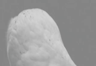Name:  omg-owl.gif
Views: 432
Size:  655.1 KB