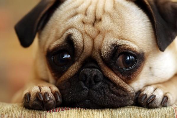 Name:  sad-dog-600x400.jpg
Views: 509
Size:  33.9 KB