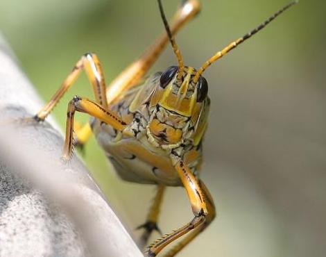 Name:  grasshopper8.jpg
Views: 230
Size:  19.5 KB