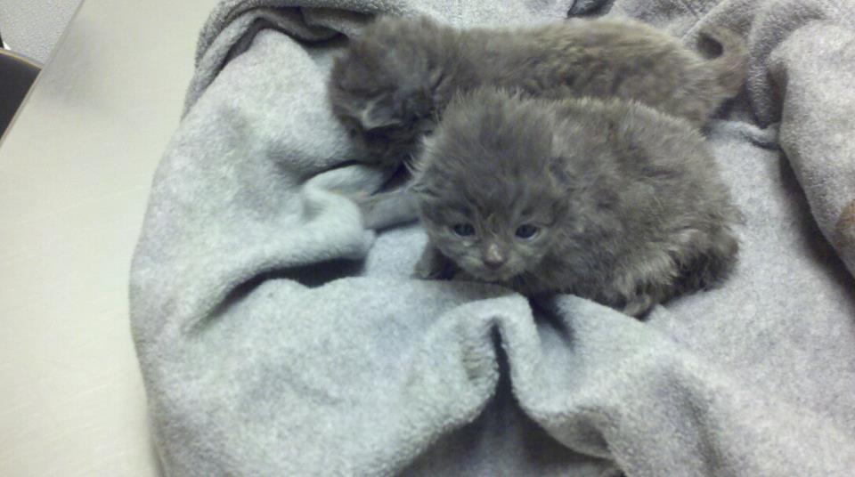 Name:  cat1.jpg
Views: 916
Size:  53.3 KB