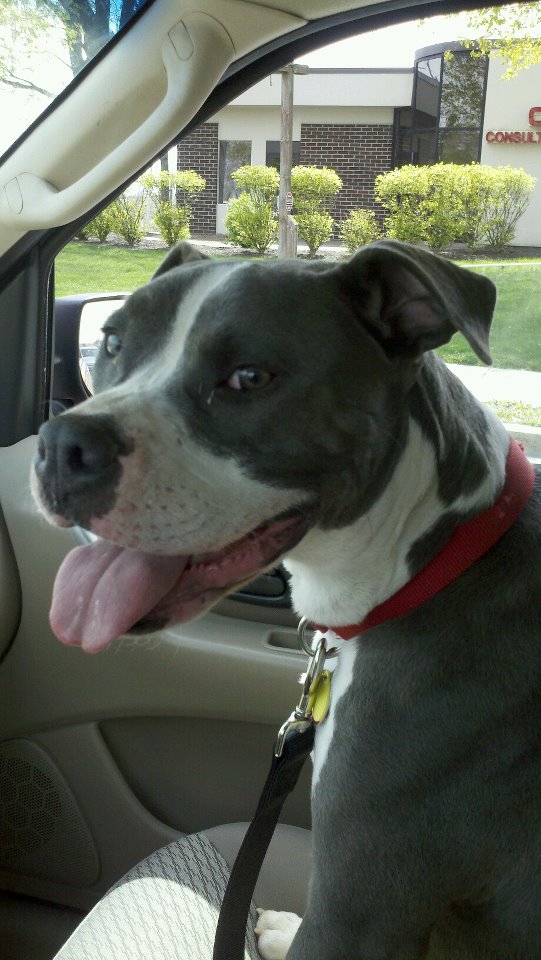 Name:  dog2.jpg
Views: 882
Size:  98.9 KB