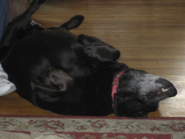 Name:  dog3.jpg
Views: 888
Size:  42.9 KB