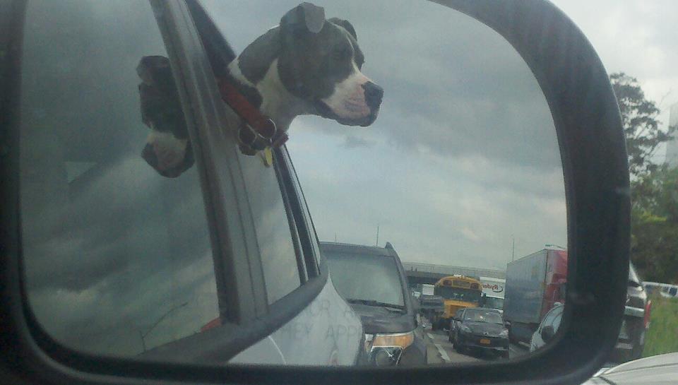 Name:  dog4.jpg
Views: 906
Size:  43.7 KB
