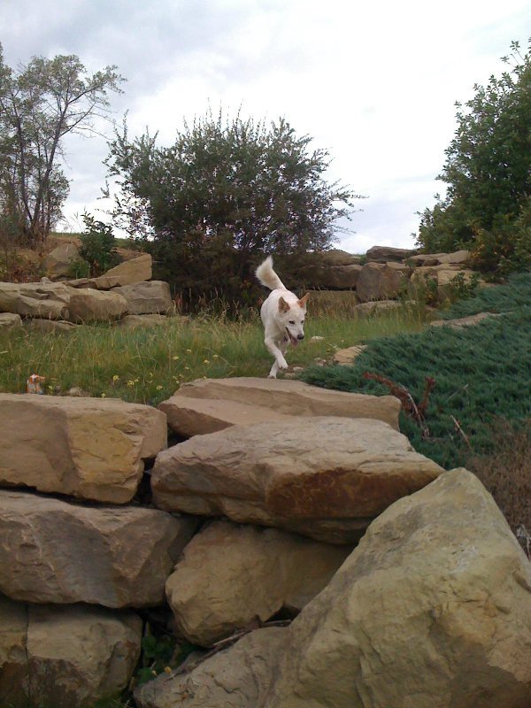 Name:  dog.jpg
Views: 577
Size:  107.5 KB