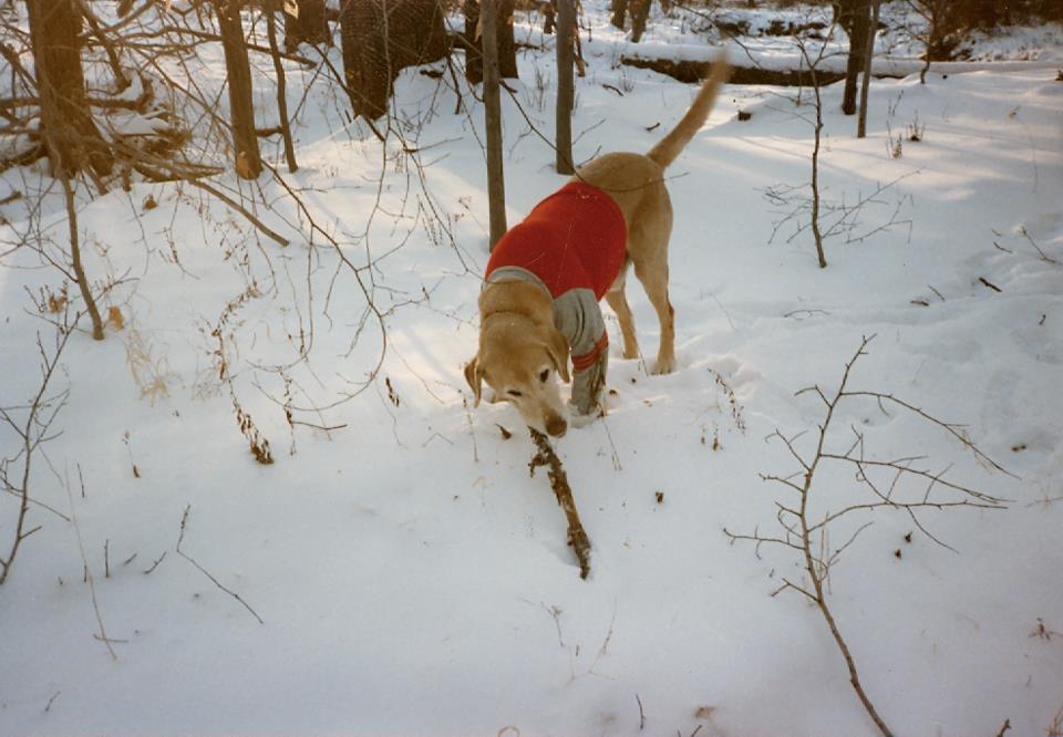 Name:  rocky.jpg
Views: 662
Size:  76.3 KB