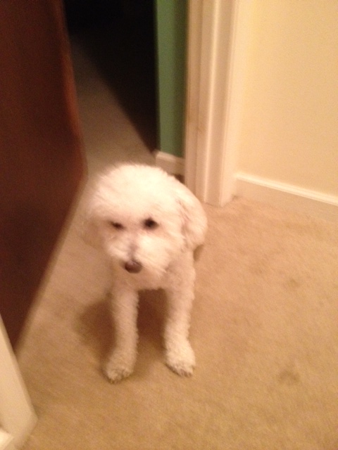 Name:  dog.jpg
Views: 494
Size:  102.2 KB