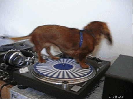 Name:  dog.gif
Views: 487
Size:  1,017.6 KB