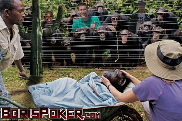 Name:  chimpdowngin.jpg
Views: 439
Size:  82.3 KB