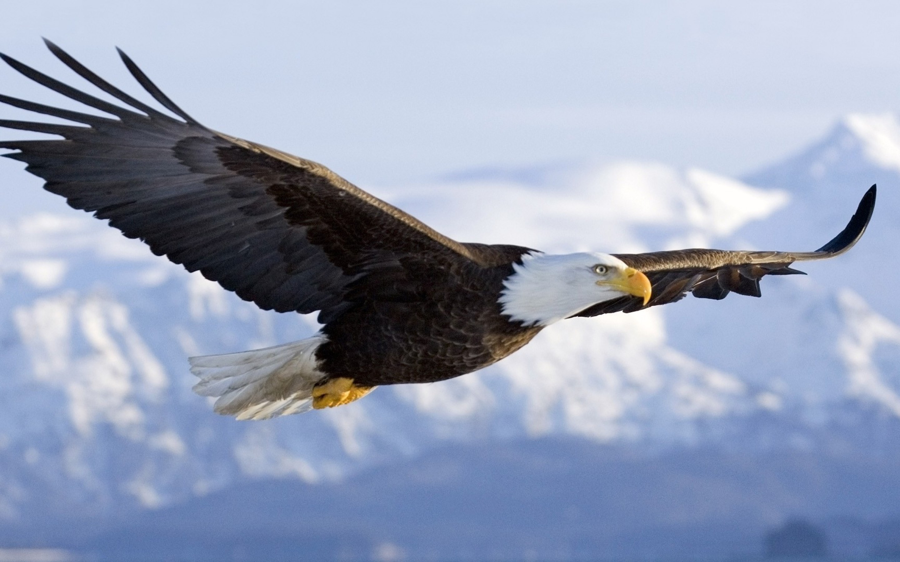 Name:  bald-eagle-wallpapers-flight.jpg
Views: 1358
Size:  615.3 KB