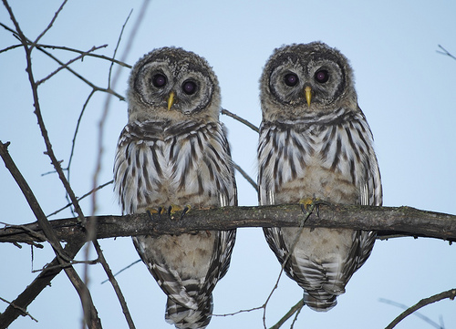 Name:  barred-owls.jpg
Views: 233
Size:  104.0 KB
