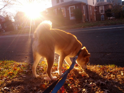 Name:  sundogsbutt.jpg
Views: 213
Size:  87.4 KB