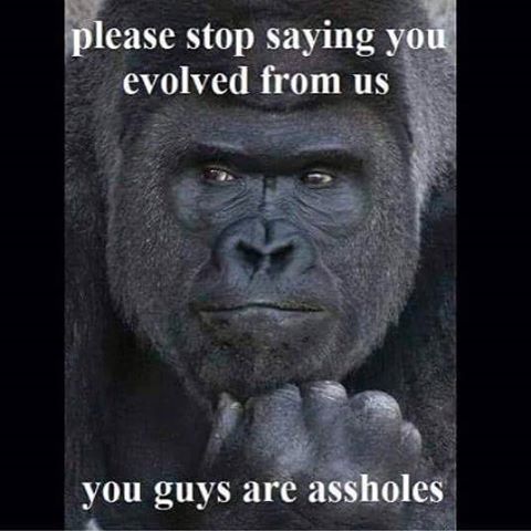 Name:  ape.jpg
Views: 492
Size:  35.4 KB