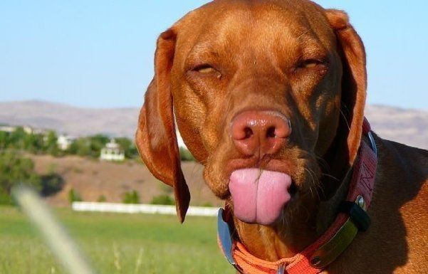 Name:  dog-sticking-out-tongue-big.jpg
Views: 4824
Size:  38.2 KB