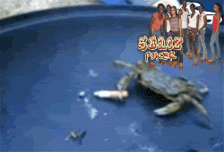 Name:  mxQ3N.gif
Views: 358
Size:  715.9 KB