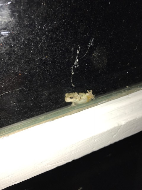 Name:  IMG_1163.JPG
Views: 542
Size:  78.9 KB