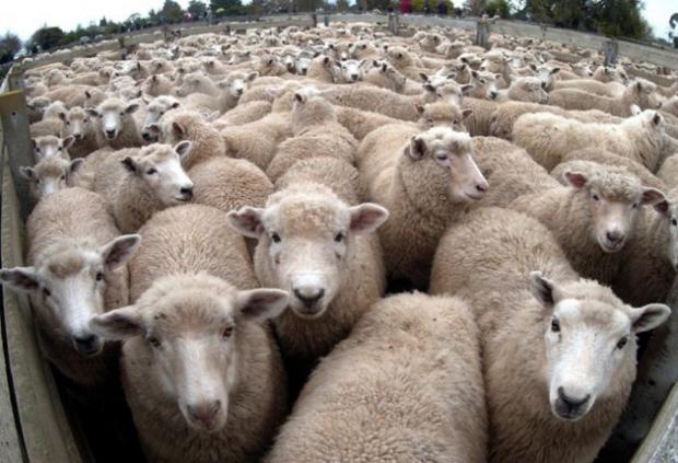 Name:  24-Sheep.jpeg
Views: 705
Size:  48.9 KB