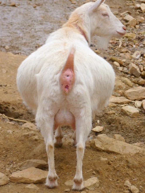 Name:  Mar20SundayUdders 015SweetPeaRear2.jpg
Views: 2452
Size:  85.9 KB