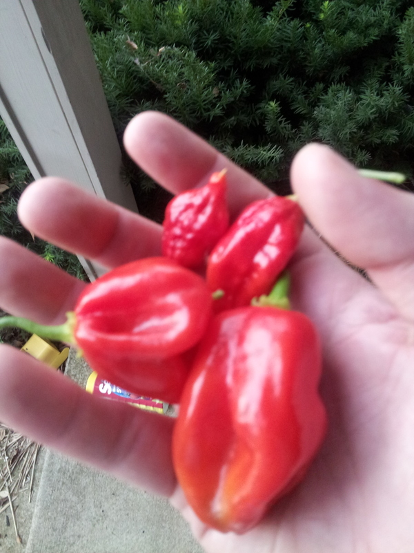 Name:  20120828200246.jpg
Views: 1129
Size:  281.9 KB