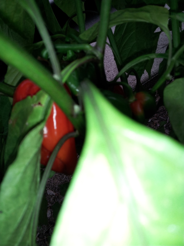 Name:  20120827171947.jpg
Views: 1157
Size:  218.9 KB
