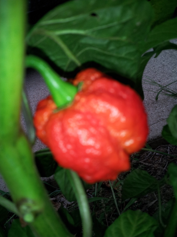 Name:  20120827171937.jpg
Views: 1197
Size:  243.3 KB