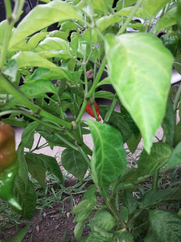 Name:  20120827171929.jpg
Views: 1046
Size:  346.7 KB