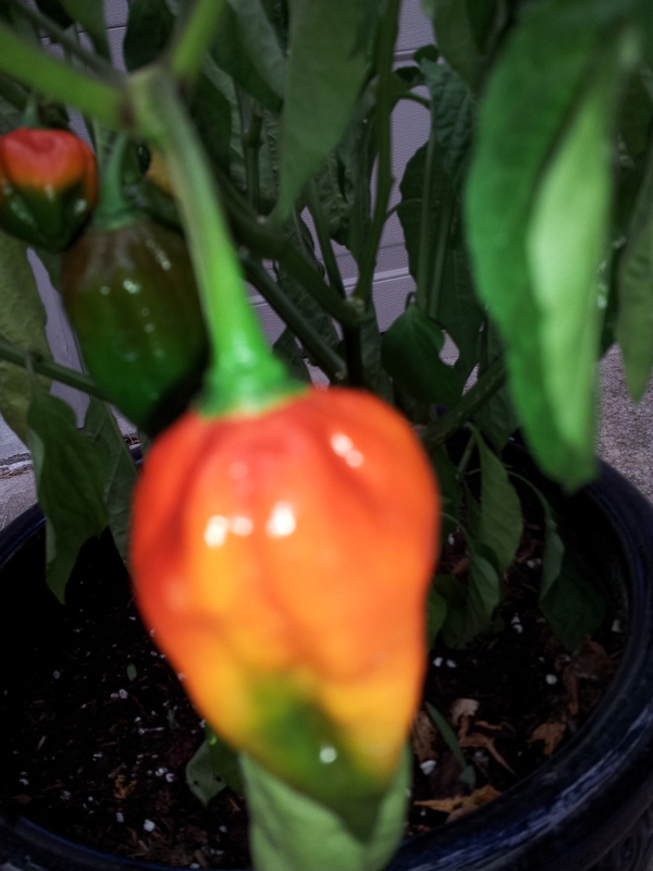 Name:  20120827171915.jpg
Views: 1430
Size:  236.9 KB