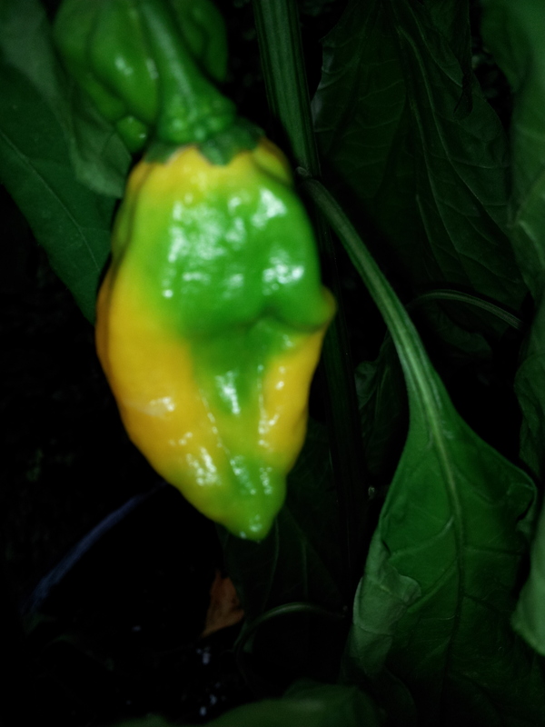 Name:  20120827171902.jpg
Views: 1113
Size:  188.7 KB