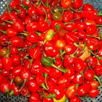 Name:  cherry-pepper-dalle-khursani-364461.jpg
Views: 1581
Size:  17.6 KB