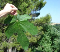 Name:  fig-leaf.jpg
Views: 417
Size:  41.3 KB