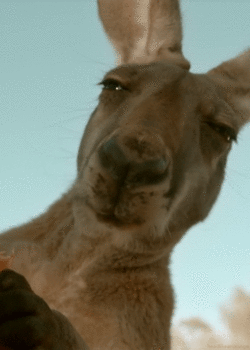Name:  bd9d8dd.gif
Views: 576
Size:  416.3 KB