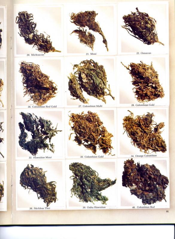 Name:  hightimes3.jpg
Views: 267
Size:  80.1 KB