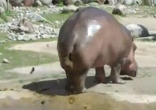 Name:  hippo.gif
Views: 208
Size:  2.22 MB