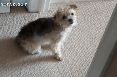 Name:  ccc.gif
Views: 452
Size:  1.75 MB
