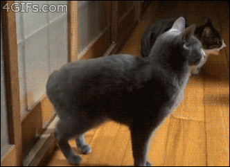 Name:  mdrD83l.gif
Views: 640
Size:  1.99 MB