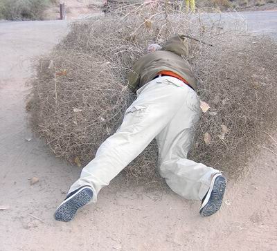 Name:  BDD_tumbleweed_head_perfectuk.jpg
Views: 234
Size:  35.2 KB